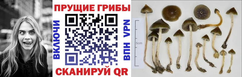 Псилоцибиновые грибы мухоморы  наркотики  Ржев 